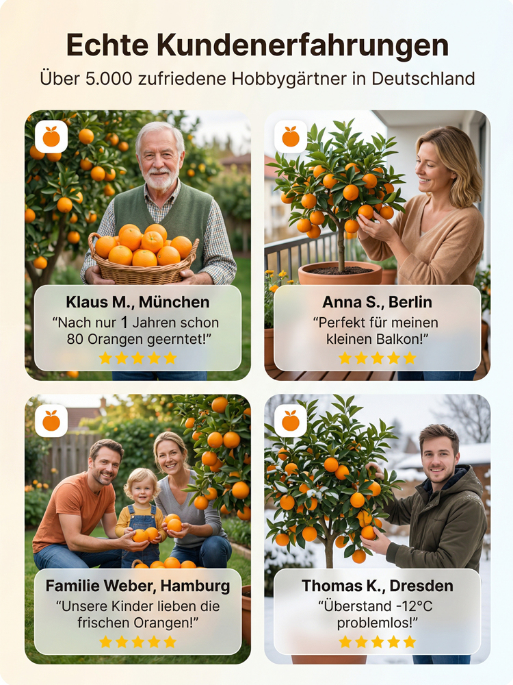 Winterharte Navel Orangenbäume bis -30°C Frostfest 2 Jahre alt Selbstbefruchtend Bio Qualität Ernte Garantie 🍊❄️