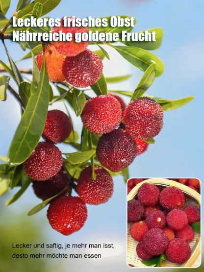 Yumberry (Yangmei) – Die Power-Beere ausSüdostasien 🍓 Süß-säuerliches Aroma | Ganzjährig pflanzbar | Top Qualität und Hohe Keimrate 🌱🛒