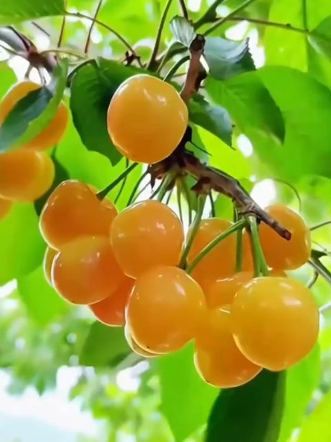 【Ergebnis des Jahres】Verbesserte Sorte, vogelfeste, frühreifende Rainier-Gelb-Kirschbaumsetzlinge