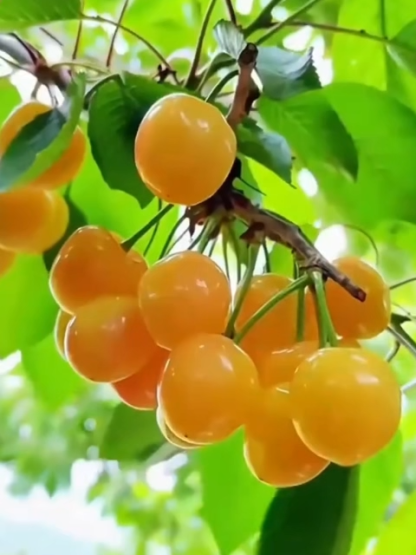 【Ergebnis des Jahres】Verbesserte Sorte, vogelfeste, frühreifende Rainier-Gelb-Kirschbaumsetzlinge