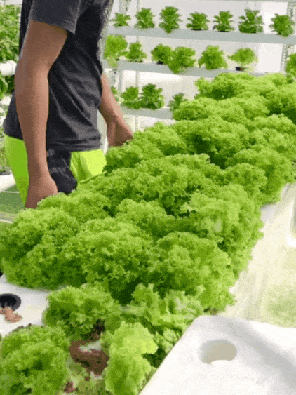 3 Tage zur Keimung, 3 Wochen bis zur Reife 🌱, dann muss man keinen Salat mehr im Supermarkt kaufen 🥗.