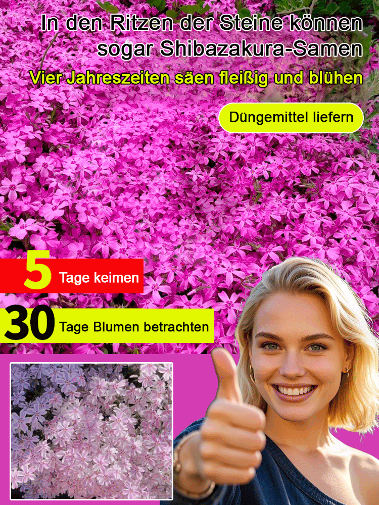 🌸 Blütenmeer-Pracht! Zwerg-Zierkirsche Samen 🌿❄️ – Kompakt & Winterhart für Miniatur-Blütenträume ✨  