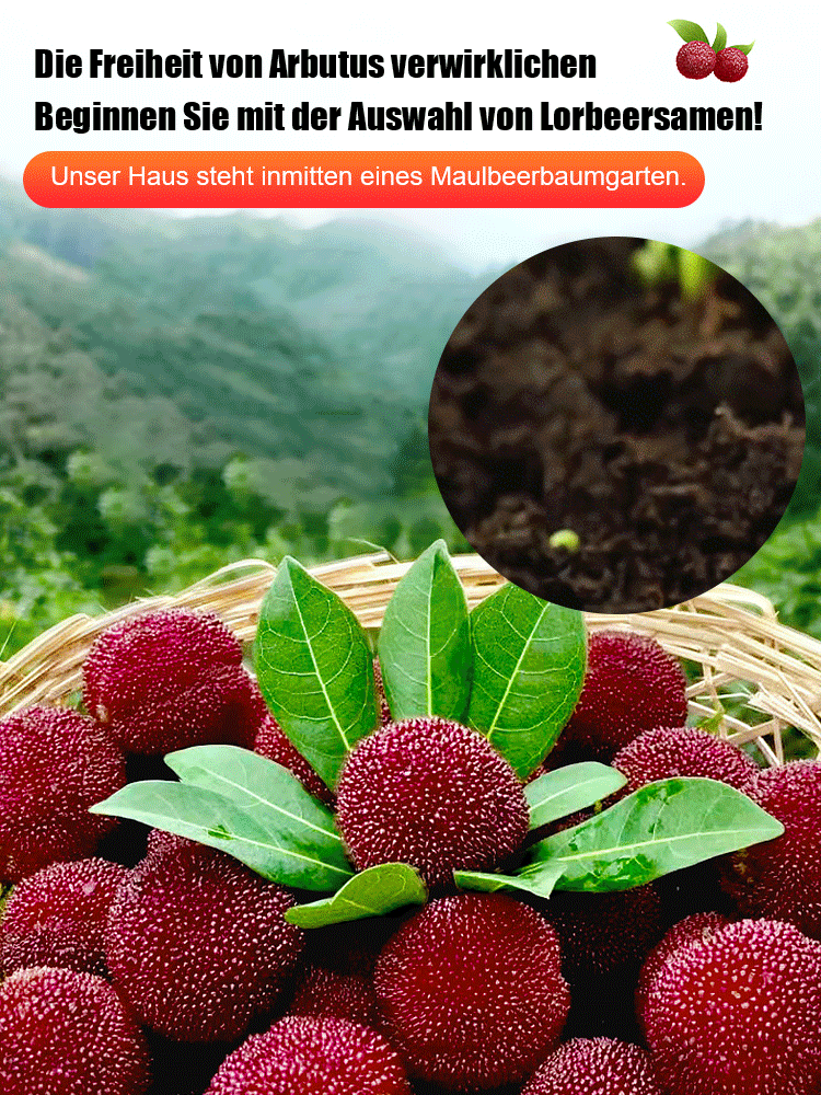 Yumberry (Yangmei) – Die Power-Beere ausSüdostasien 🍓 Süß-säuerliches Aroma | Ganzjährig pflanzbar | Top Qualität und Hohe Keimrate 🌱🛒