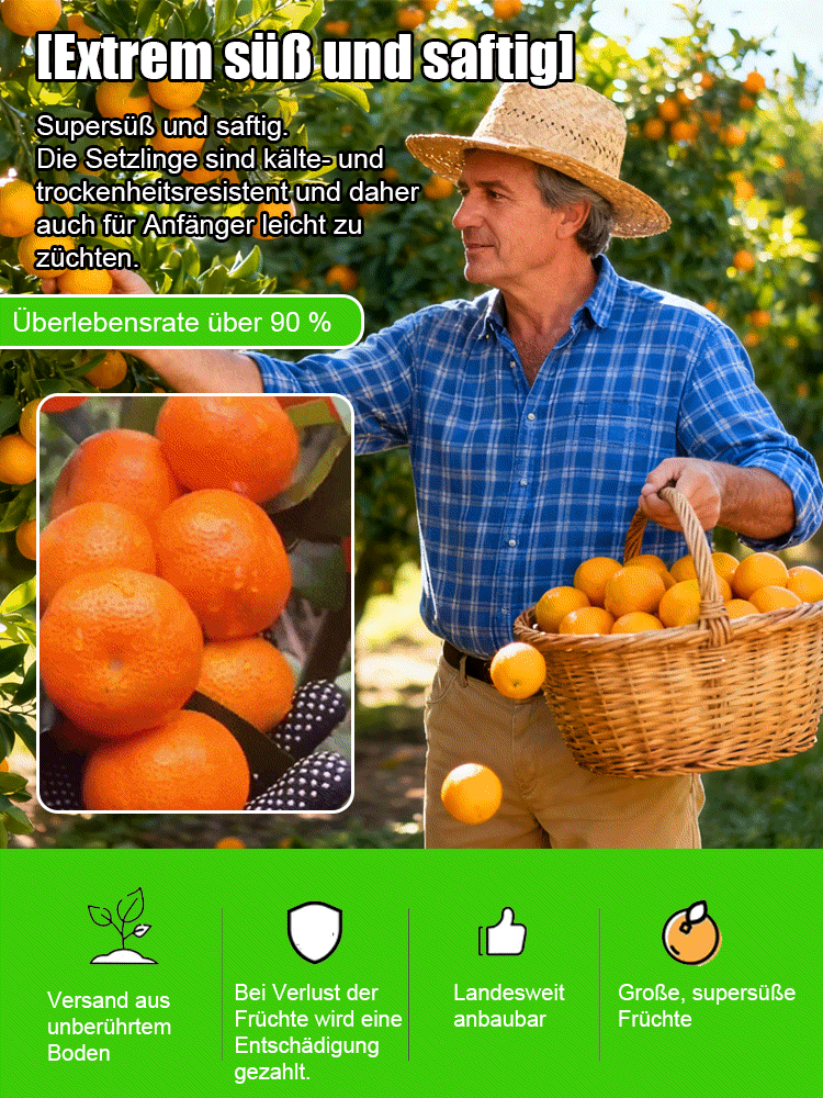 【Überlebensgarantie】Zweijährige verbesserte Zuckermandarinensetzlinge, geeignet für Innen- und Außenanbau 🍊