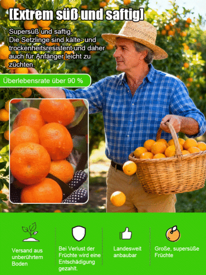 【Überlebensgarantie】Zweijährige verbesserte Zuckermandarinensetzlinge, geeignet für Innen- und Außenanbau 🍊
