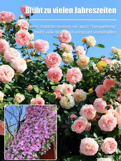 Premium Kletterrosen 7 Farben - Wächst 3cm pro Tag! 🌸 Riesige Blütenwand | Winterhart bis -10 Grad ✅ 100% Keimgarantie ✨