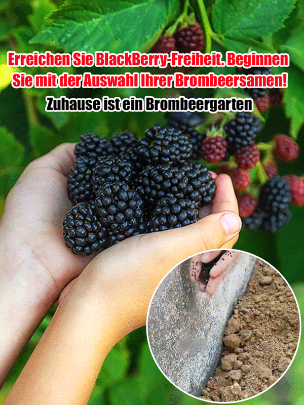 Neuste Hybridsorte: 🌱 Dornlose, krankheitsresistente, schädlings- und dürre-/überschwemmungsbeständige Himbeeren 🍇, die nach nur einem Jahr Anbau ihre volle Fruchtreife erreichen 🍓.