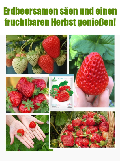 Ganzjährig anbaubar 🍓, Erdbeersamen aus der Normandie 🇫🇷.