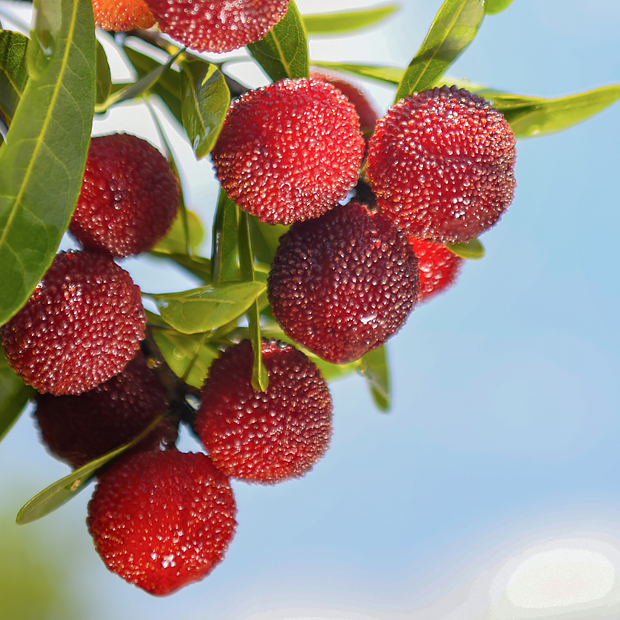 Yumberry (Yangmei) – Die Power-Beere ausSüdostasien 🍓 Süß-säuerliches Aroma | Ganzjährig pflanzbar | Top Qualität und Hohe Keimrate 🌱🛒