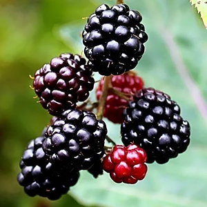 Neuste Hybridsorte: 🌱 Dornlose, krankheitsresistente, schädlings- und dürre-/überschwemmungsbeständige Himbeeren 🍇, die nach nur einem Jahr Anbau ihre volle Fruchtreife erreichen 🍓.