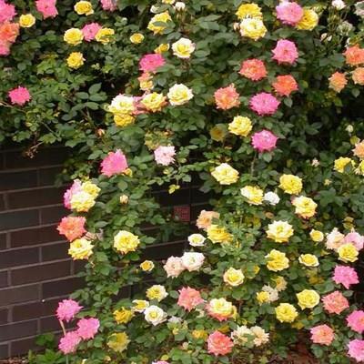 Einmal pflanzen, jedes Jahr blühen! 🌹 Genetisch verbesserte Kletterrosen 🌿 verwandeln Ihren Garten in ein Blumenmeer! 🌸