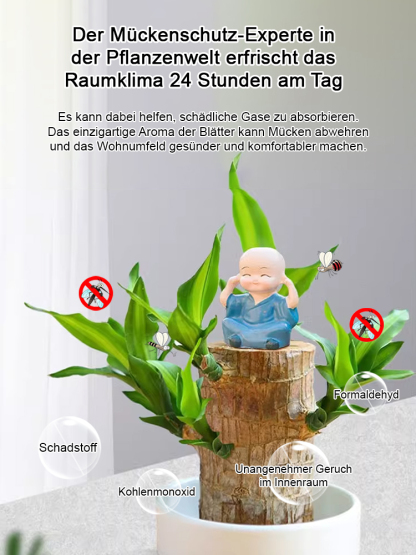【Glückswende】 wassergepflegte Glückspflanze als grünes Topfgewächs