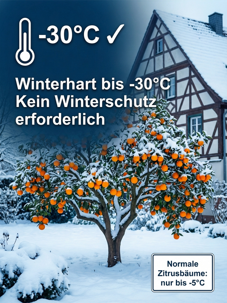Winterharte Navel Orangenbäume bis -30°C Frostfest 2 Jahre alt Selbstbefruchtend Bio Qualität Ernte Garantie 🍊❄️