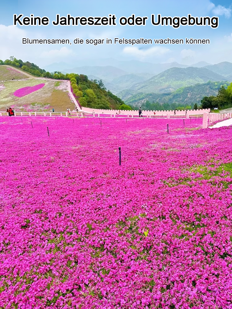 🌸 Blütenmeer-Pracht! Zwerg-Zierkirsche Samen 🌿❄️ – Kompakt & Winterhart für Miniatur-Blütenträume ✨  