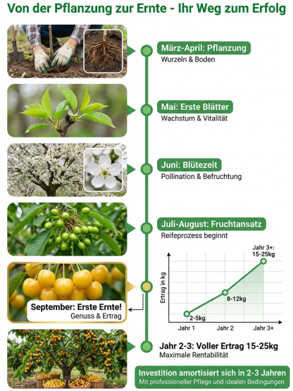 【Ergebnis des Jahres】Verbesserte Sorte, vogelfeste, frühreifende Rainier-Gelb-Kirschbaumsetzlinge
