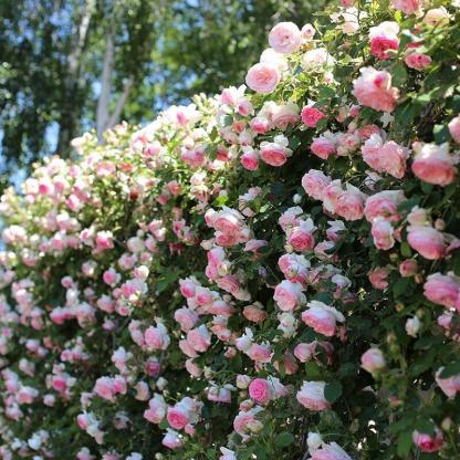 Einmal pflanzen, jedes Jahr blühen! 🌹 Genetisch verbesserte Kletterrosen 🌿 verwandeln Ihren Garten in ein Blumenmeer! 🌸