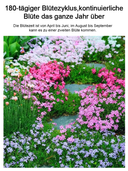 🌸 Blütenmeer-Pracht! Zwerg-Zierkirsche Samen 🌿❄️ – Kompakt & Winterhart für Miniatur-Blütenträume ✨  