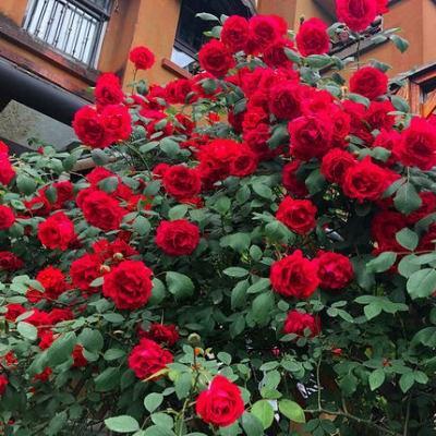 Einmal pflanzen, jedes Jahr blühen! 🌹 Genetisch verbesserte Kletterrosen 🌿 verwandeln Ihren Garten in ein Blumenmeer! 🌸