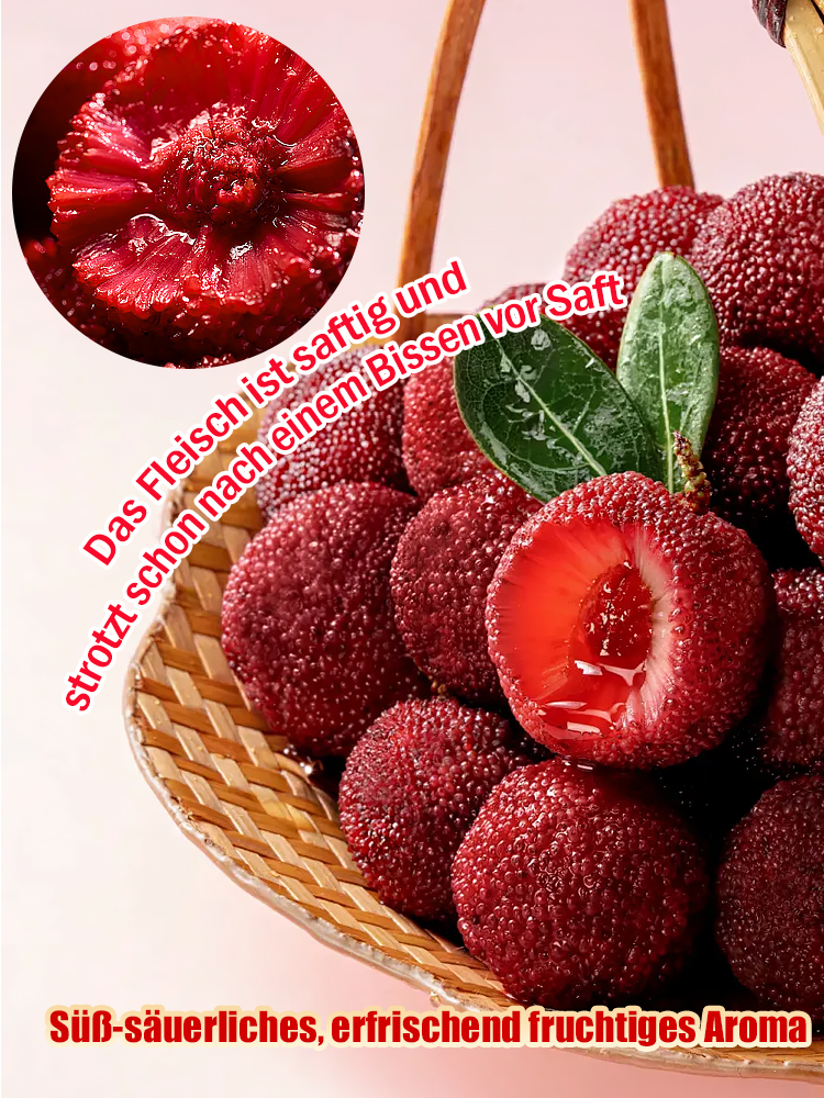 Yumberry (Yangmei) – Die Power-Beere ausSüdostasien 🍓 Süß-säuerliches Aroma | Ganzjährig pflanzbar | Top Qualität und Hohe Keimrate 🌱🛒