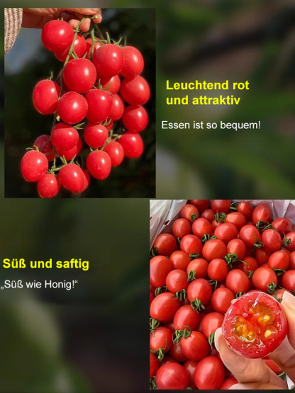 Hausgemachte Balkon-Zwerg-Topf-Pearl-Tomate