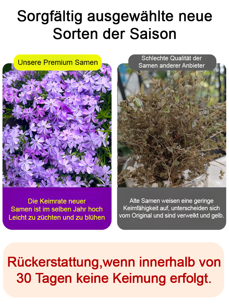 🌸 Blütenmeer-Pracht! Zwerg-Zierkirsche Samen 🌿❄️ – Kompakt & Winterhart für Miniatur-Blütenträume ✨  