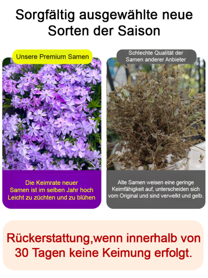 🌸 Blütenmeer-Pracht! Zwerg-Zierkirsche Samen 🌿❄️ – Kompakt & Winterhart für Miniatur-Blütenträume ✨  