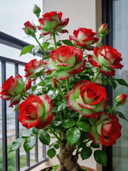 Seltene Rot-Grüne Rose 🌹 30 Tage Blüte ⏳ 200 Tage Pracht ✨ Winterhart ❄️ 1+1 GRATIS 🎁