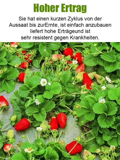 Ganzjährig anbaubar 🍓, Erdbeersamen aus der Normandie 🇫🇷.