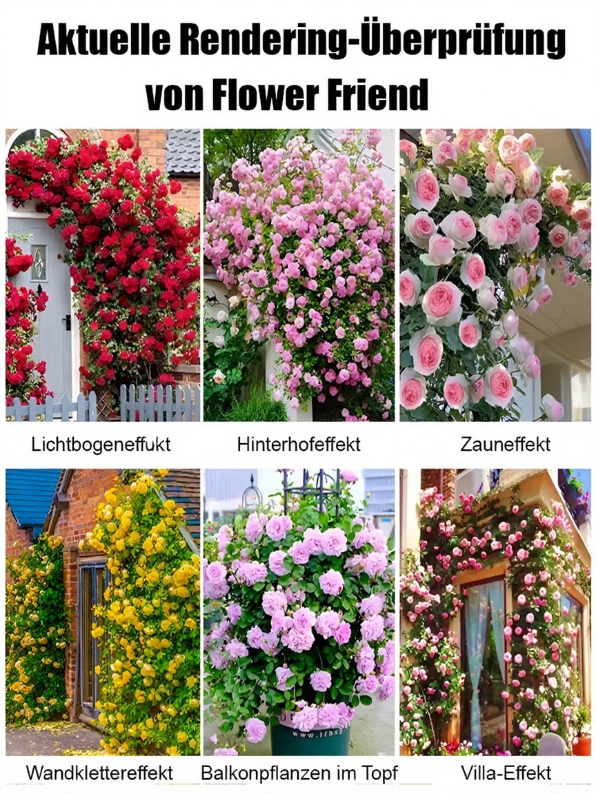 Premium Kletterrosen 7 Farben - Wächst 3cm pro Tag! 🌸 Riesige Blütenwand | Winterhart bis -10 Grad ✅ 100% Keimgarantie ✨
