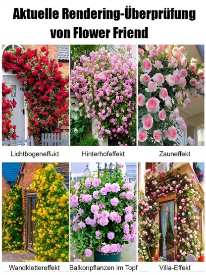 Premium Kletterrosen 7 Farben - Wächst 3cm pro Tag! 🌸 Riesige Blütenwand | Winterhart bis -10 Grad ✅ 100% Keimgarantie ✨