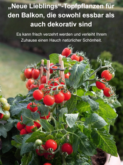 Hausgemachte Balkon-Zwerg-Topf-Pearl-Tomate