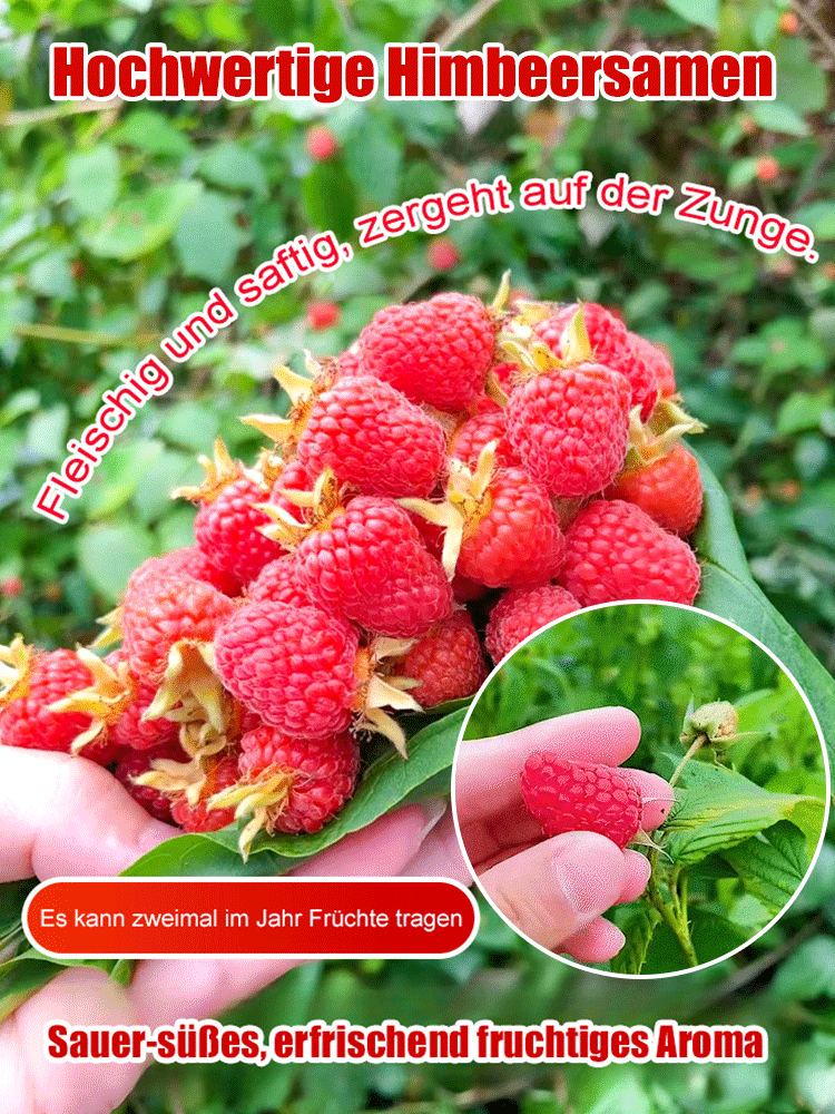 Neuste Hybridsorte: 🌱 Dornlose, krankheitsresistente, schädlings- und dürre-/überschwemmungsbeständige Himbeeren 🍇, die nach nur einem Jahr Anbau ihre volle Fruchtreife erreichen 🍓.