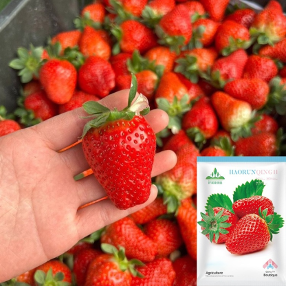 Ganzjährig anbaubar 🍓, Erdbeersamen aus der Normandie 🇫🇷.