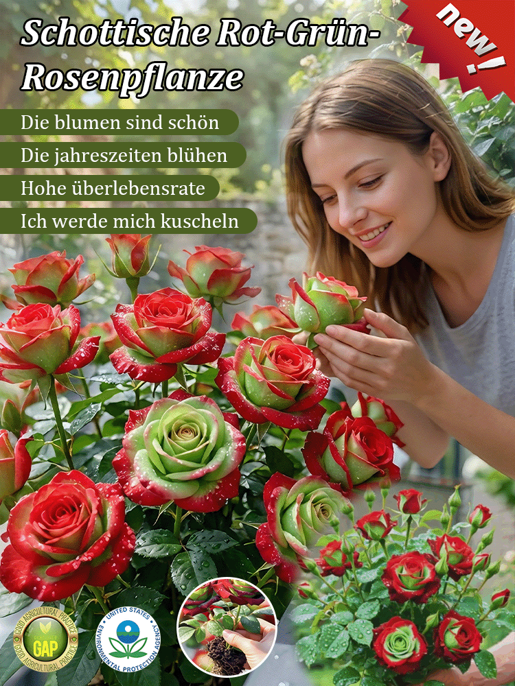 Seltene Rot-Grüne Rose 🌹 30 Tage Blüte ⏳ 200 Tage Pracht ✨ Winterhart ❄️ 1+1 GRATIS 🎁