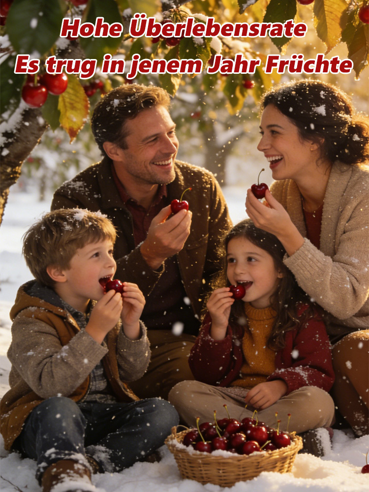 🍒 Winterharte Kirschbaum-Setzlinge (2 J.) - Ernte im 1. Jahr! ❄️