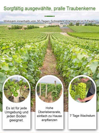 【Eine Rebe, die den ganzen Hof bedeckt】Kletternde Weintraubenkerne