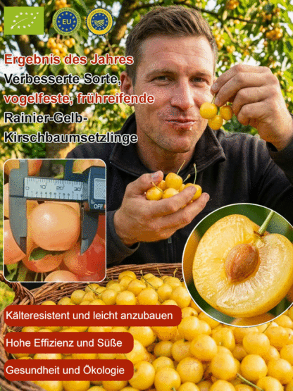 【Ergebnis des Jahres】Verbesserte Sorte, vogelfeste, frühreifende Rainier-Gelb-Kirschbaumsetzlinge