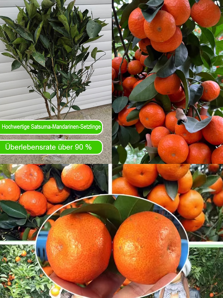 【Überlebensgarantie】Zweijährige verbesserte Zuckermandarinensetzlinge, geeignet für Innen- und Außenanbau 🍊
