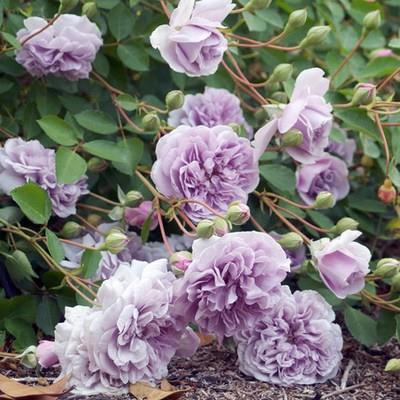 Einmal pflanzen, jedes Jahr blühen! 🌹 Genetisch verbesserte Kletterrosen 🌿 verwandeln Ihren Garten in ein Blumenmeer! 🌸