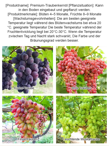 【Eine Rebe, die den ganzen Hof bedeckt】Kletternde Weintraubenkerne