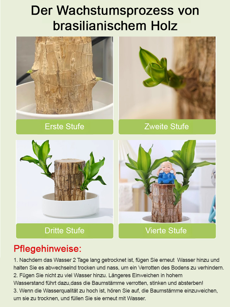 【Glückswende】 wassergepflegte Glückspflanze als grünes Topfgewächs
