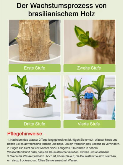【Glückswende】 wassergepflegte Glückspflanze als grünes Topfgewächs