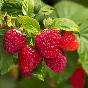 Neuste Hybridsorte: 🌱 Dornlose, krankheitsresistente, schädlings- und dürre-/überschwemmungsbeständige Himbeeren 🍇, die nach nur einem Jahr Anbau ihre volle Fruchtreife erreichen 🍓.