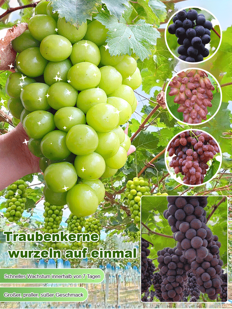 【Eine Rebe, die den ganzen Hof bedeckt】Kletternde Weintraubenkerne