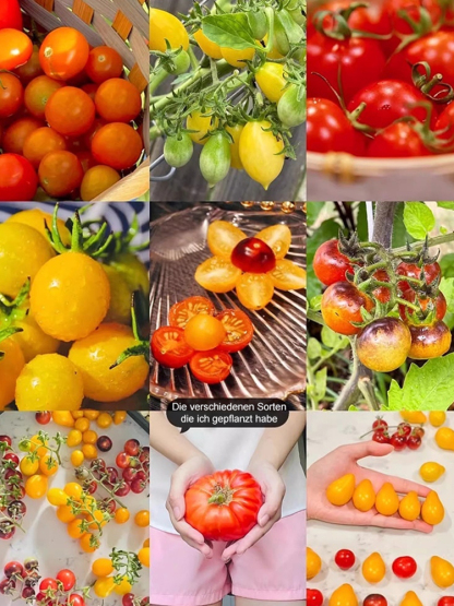 Hausgemachte Balkon-Zwerg-Topf-Pearl-Tomate
