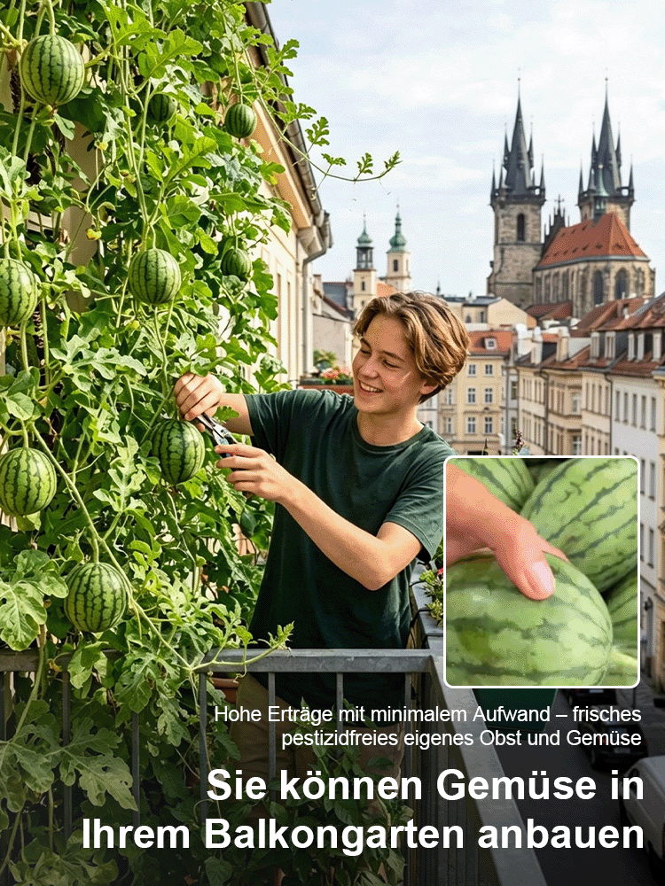 Mini-Wassermelone Samen für Balkon 🍉 Ultradünne Schale Kernlos 60 Tage Ernte Einfacher Anbau