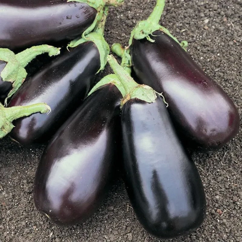 Aubergine Classic F1 Köstliche Vielfalt für Ihren Gemüsegarten! 💥🍆