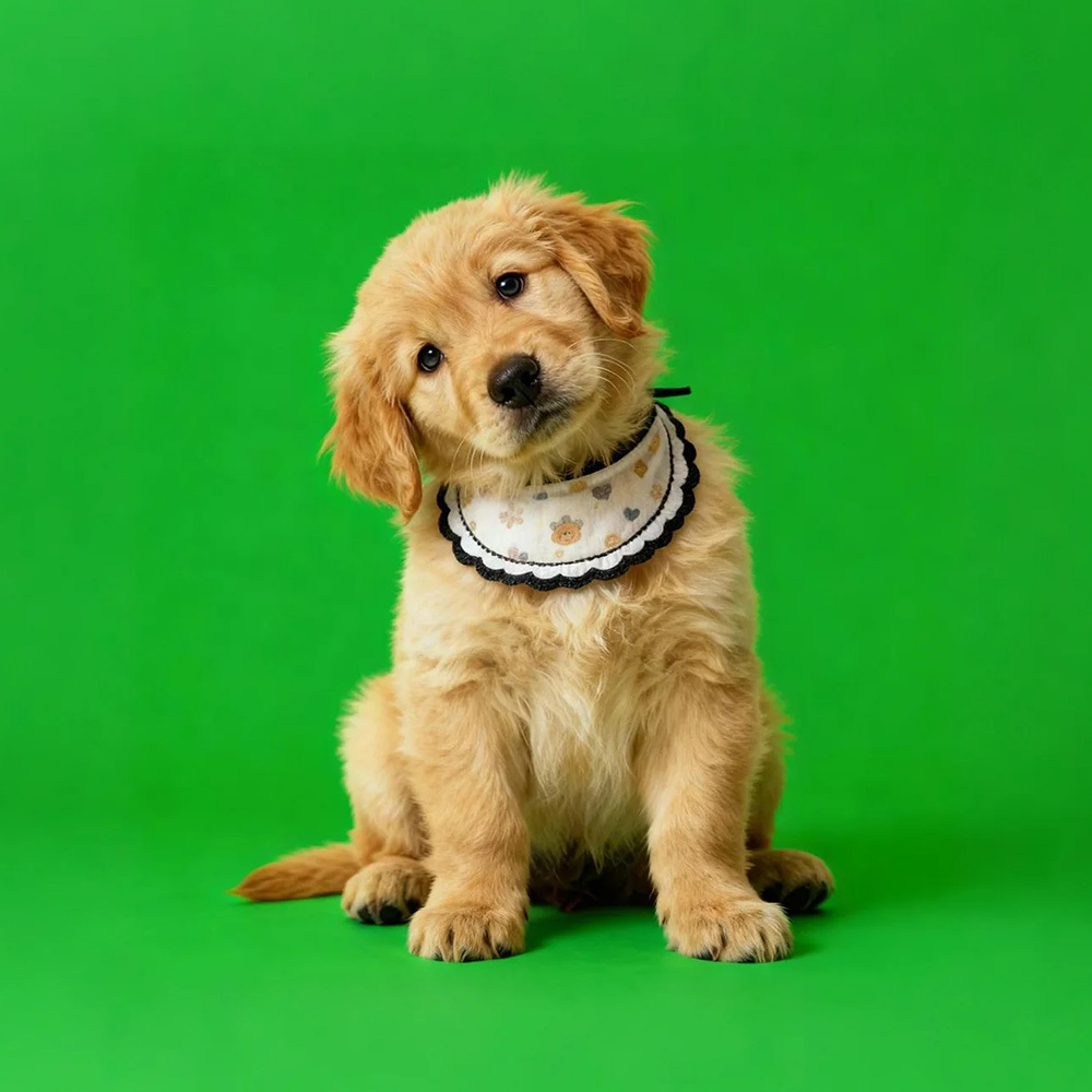 Sensores Digitales Holográficos Para Mascotas. Casa Digital Holográfica (solo Vídeo De Los Sensores Digitales Por Correo Electrónico; La Casa Para Mascotas Se Vende Por Separado). - miscalcetinescaramx