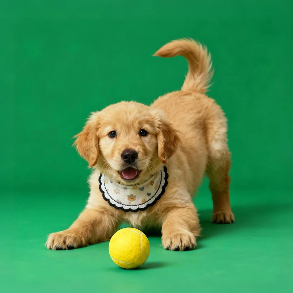 Sensores Digitales Holográficos Para Mascotas. Casa Digital Holográfica (solo Vídeo De Los Sensores Digitales Por Correo Electrónico; La Casa Para Mascotas Se Vende Por Separado). - miscalcetinescaramx