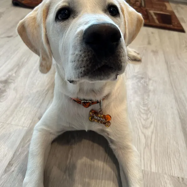 Personalized Halloween Themed Resin Dog, Cat, Pet ID Tags with Letter Beads, Custom Key Chains